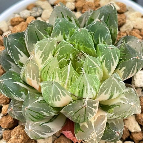 Haworthia Snowy Month Variegated