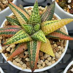 Haworthia Hard Leaf Snowy Winter Variegated