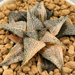 Haworthia Splendens Andromeda Variegated