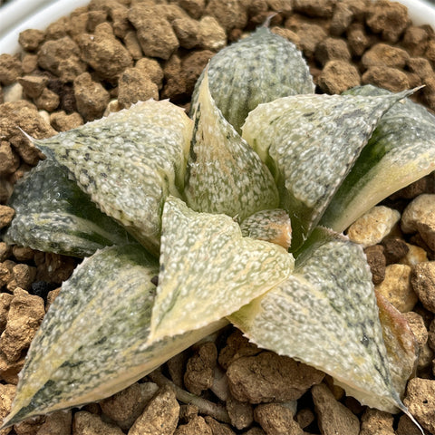 Haworthia Splendens Andromeda Variegated