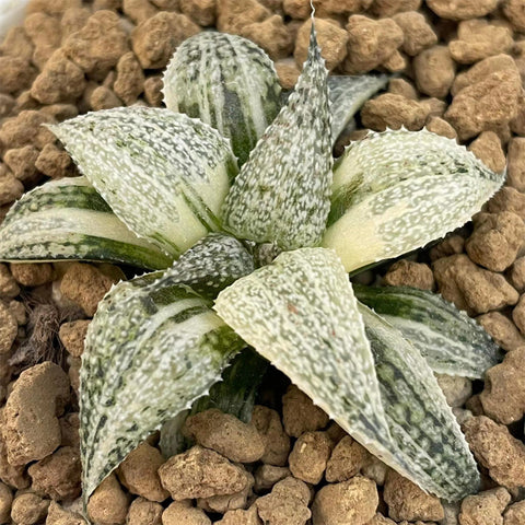 Haworthia Splendens Andromeda Variegated