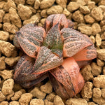 Haworthia Splendens Kintoun Variegated