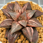 Haworthia Splendens Lady Rose Variegated