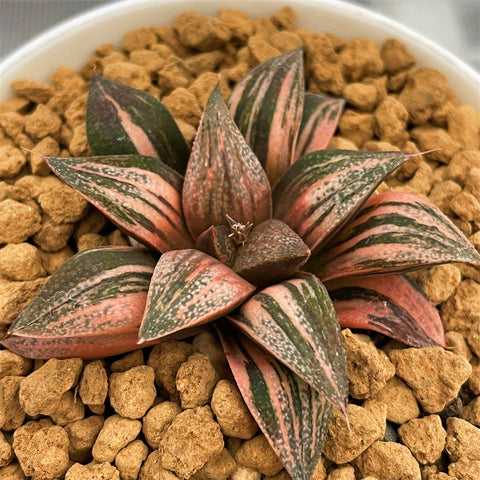 Haworthia Splendens Lady Rose Variegated