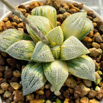 Haworthia Picta Suitou Variegated