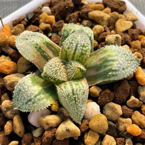 Haworthia Picta Suitou Variegated Small size Plant from offsets