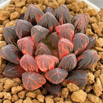 Haworthia Sunrise Variegated