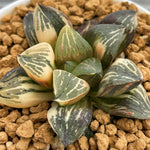 Haworthia Super Silver Turtle Variegated