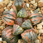 Haworthia Sweet Candy Variegated