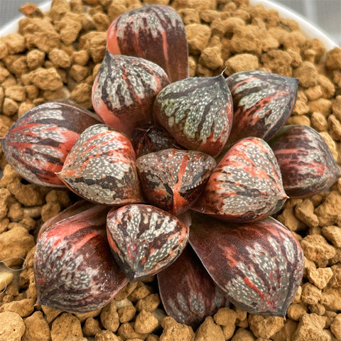 Haworthia Sweet Candy Variegated