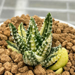 Haworthia Hard Leaf Tears Drop Variegated