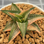 Haworthia Hard Leaf Tesselata Emerald Spirit Variegated