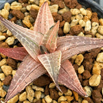 Haworthia Tesselata Variegated