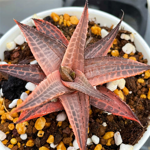 Haworthia Tesselata Variegated