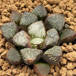 Haworthia Bayeri Hybrid