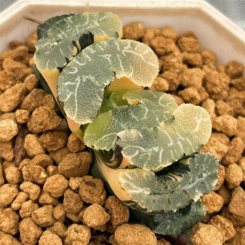 Haworthia Truncata Concubine Variegated