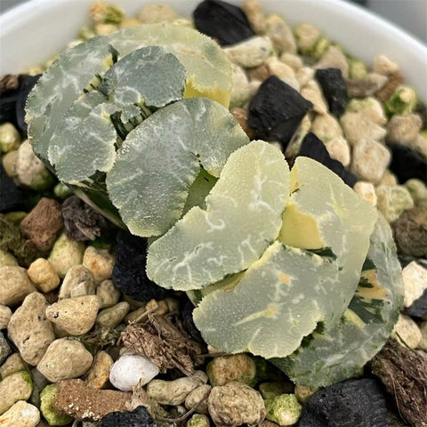 Haworthia Truncata Concubine Variegated