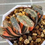 Haworthia Truncata Fuji Variegated