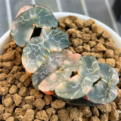 Haworthia Truncata Jade Peak Variegated