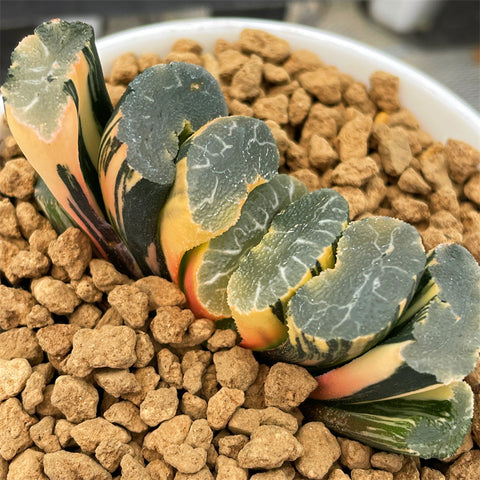 Haworthia Truncata Onawa Variegated