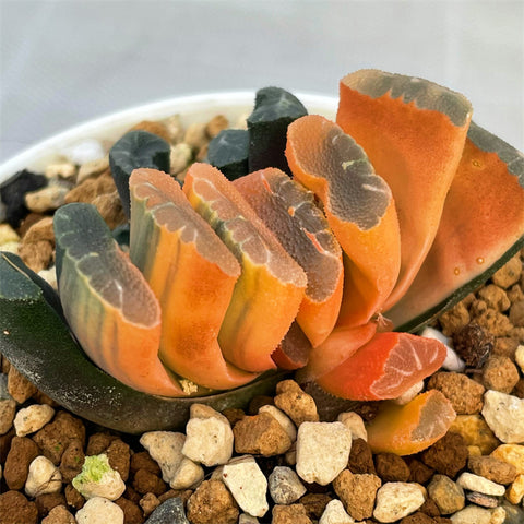 Haworthia Truncata Sakuyahime Reverse Variegated