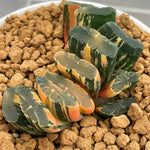 Haworthia Truncata Sakuyahime Variegated