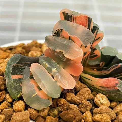 Haworthia Truncata Stalactites Variegated (two heads item)