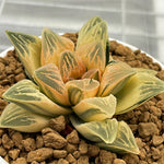 Haworthia Tyger Reverse Variegated