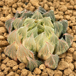 Haworthia Venusta Reverse Variegated