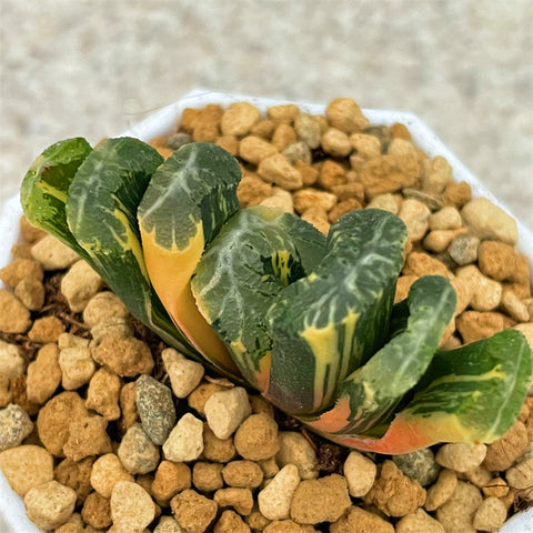 Haworthia Truncata Vocalno Variegated