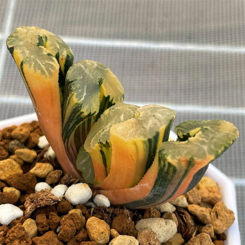 Haworthia Truncata Volcano Variegated