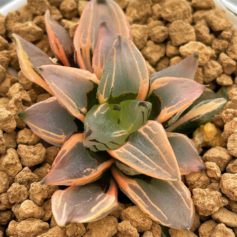 Haworthia Watermelon Variegated