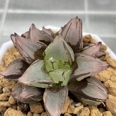 Haworthia Watermelon Mutant