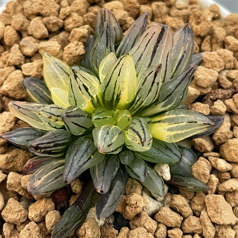 Haworthia Watermelon Variegated