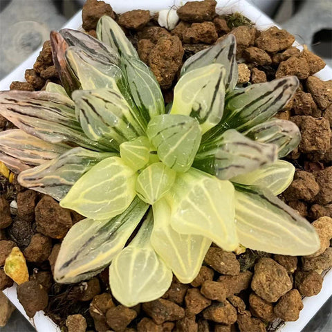 Haworthia Watermelon Variegated Size S