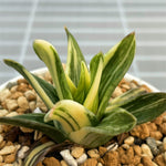 Haworthia Hard Leaf White Edge Variegated