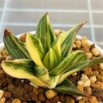 Haworthia Hard Leaf White Edge Variegated