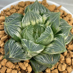 Haworthia Sansenjou White Variegated size (S)