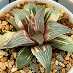 Haworthia Badia Wild Goose Variegated