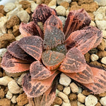 Haworthia Yoroi Variegated