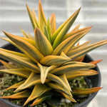 Haworthia Zouge no Touge Reverse Variegated