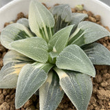 Haworthia Blue Pygmaea Variegated Big Size