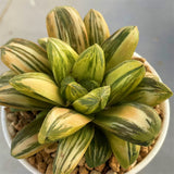 Haworthia Miho Variegated Big Size