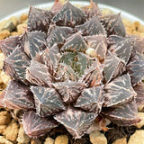 Haworthia Large Leaf Mirrorball Variegated