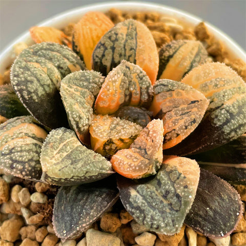 Haworthia Mordor Variegated Big Size