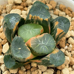 Haworthia Maughanii Inazuma Variegated