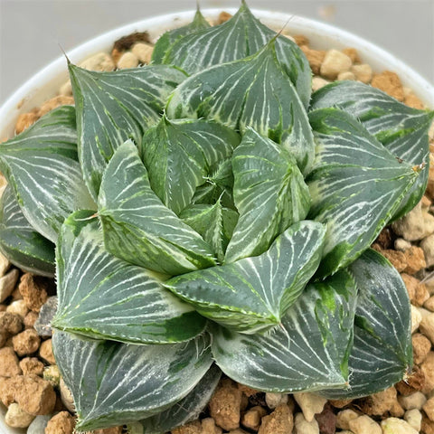 Haworthia Sansenjou White Variegated Size M