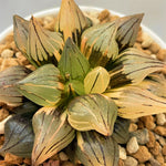 Haworthia Watermelon Variegated Big Size