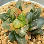 Haworthia Obtusa Black Grape Medium Size