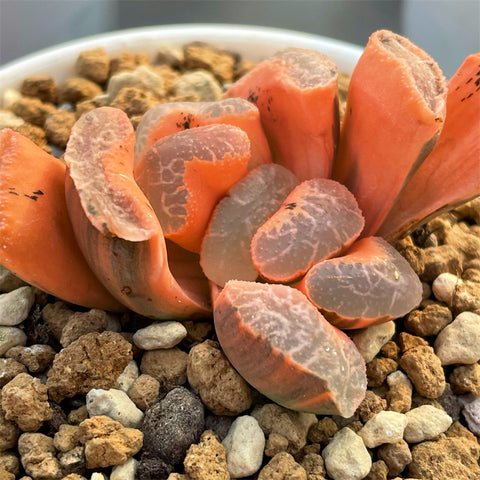 Haworthia Truncata Ukimo Reverse Variegated